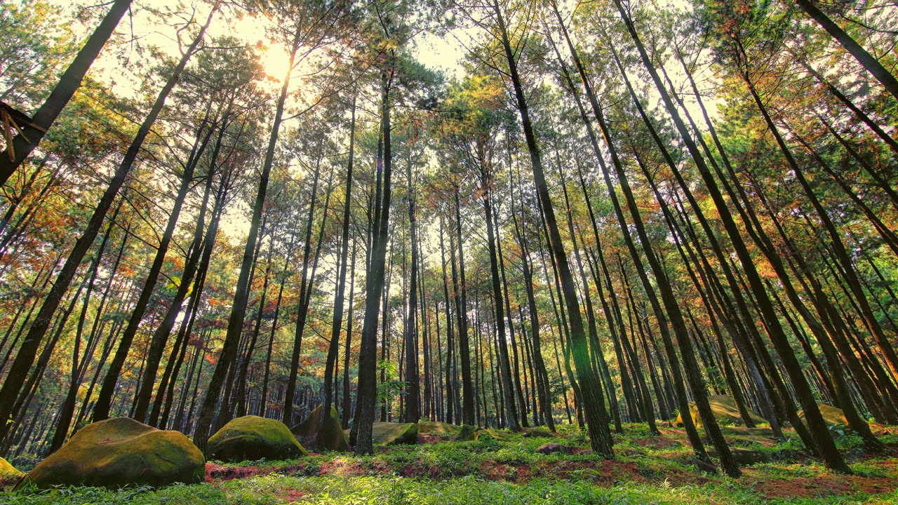 Malino Highlands, Landmark Dunia di Pegunungan Sulawesi